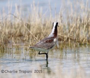 6S3A1328Wilson's_Phalarope