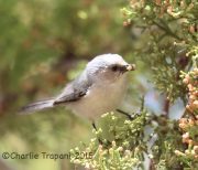 6S3A1338Bushtit