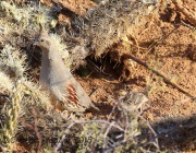 6S3A1423Gambel's_Quail_Chick