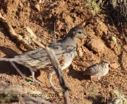 6S3A1433Gamble's_Quails