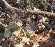 6S3A1446Gambel's_Quail_Chicks