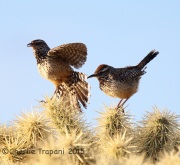 6S3A1478Cactus_Wren