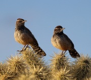 6S3A1481CactusWren