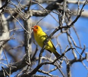 6S3A1594Western_Tanager
