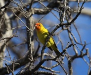 6S3A1597Western_Tanager