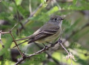 6S3A1634Flycatcher_Florida_Canyon