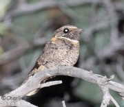 6S3A1657Buff-Collard_Nightjar