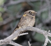 6S3A1663Buff-Collard_Nightjar