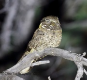 6S3A1666Buff-Collard_Nightjar