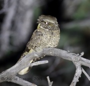 6S3A1670Buff-Collard_Nightjar