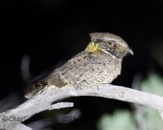 6S3A1677Buff-Collard_Nightjar
