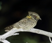 6S3A1683Buff-Collard_Nightjar