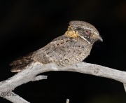 6S3A1688Buff-Collard_Nightjar