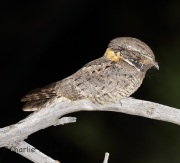 6S3A1693Buff-Collard_Nightjar
