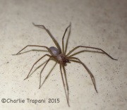 6S3A1712Arizona_Brown_Spider