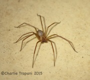 6S3A1720Arizon_Brown_Spider