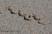 6S3A1757Bull_Snake