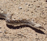 6S3A1760Bull_Snake