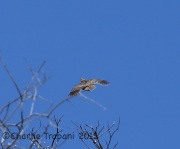 6S3A1824Montezuma_Quail