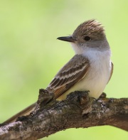 6S3A9499Ash-Throated_Flycatcher