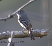 6S3A9588Flycatcher_may_1st_Florida_Canyon