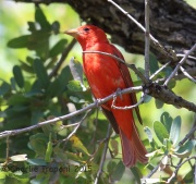 6S3A9647Summer_Tanager