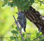 6S3A9683Cassin's_Vireo