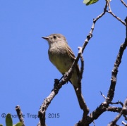 6S3A9692Western_Wood_Pewee