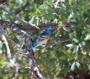 6S3A9701Lazuli_Bunting