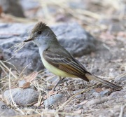 6S3A9793Dusky_Capped_Flycatcher