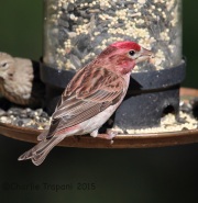 6S3A9832Cassin's_Finch