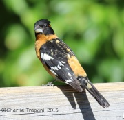 6S3A9853Black-Headed_Grosbeak