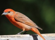 6S3A9867Hepatic_Tanager