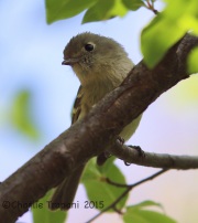 6S3A9882Hutton's_Vireo