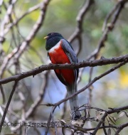 6S3A9890Elegant_Trogon