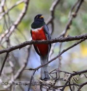 6S3A9902Elegant_Trogon