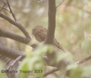 6S3A9910Northern_Pygmy_Owl