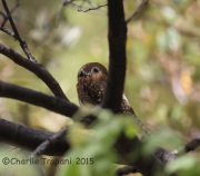 6S3A9914Northern_Pygmy_Owl