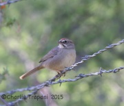 6S3A9937Rufous-Crowned_Sparrow