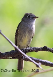 6S3A9938Flycatcher