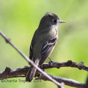 6S3A9942flycatcher
