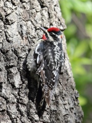 6S3A9950Red-Naped_Sapsucker