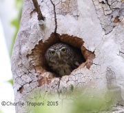 6S3A9952Northern_Pygmy_Owl_Female