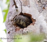 6S3A9958Northern_Pygmy_Owl_Female
