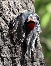 6S3A9966Red-naped_Sapsucker