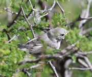 6S3A9977Black-Capped_Gnatcatcher_Fledge