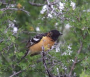 6S3A9979Black-Headed_Grosbeak