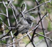 6S3A9982Black-Capped_Gnatcatcher_Fledge