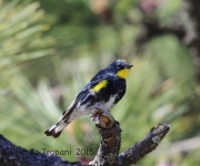 6S3A9984Yellow-Rumped_Warbler_Audubon's_Subspecies