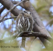 6S3A9985Northern_Pygmy_Owl